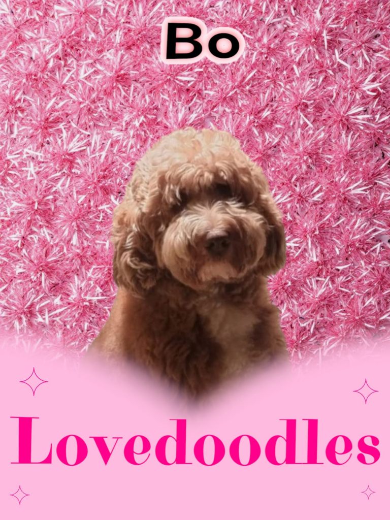 Lovedoodles Bo Doodlicious Australian Labradoodle