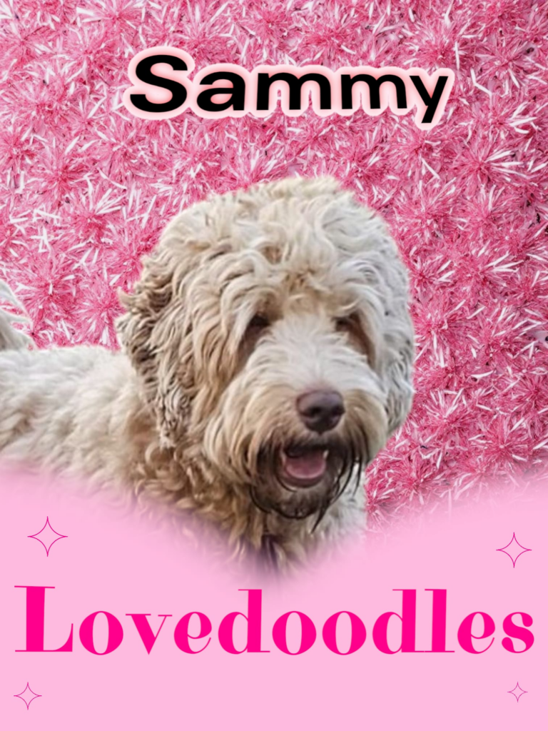 Lovedoodles Sammy Doodleicious Australian Labradoodle