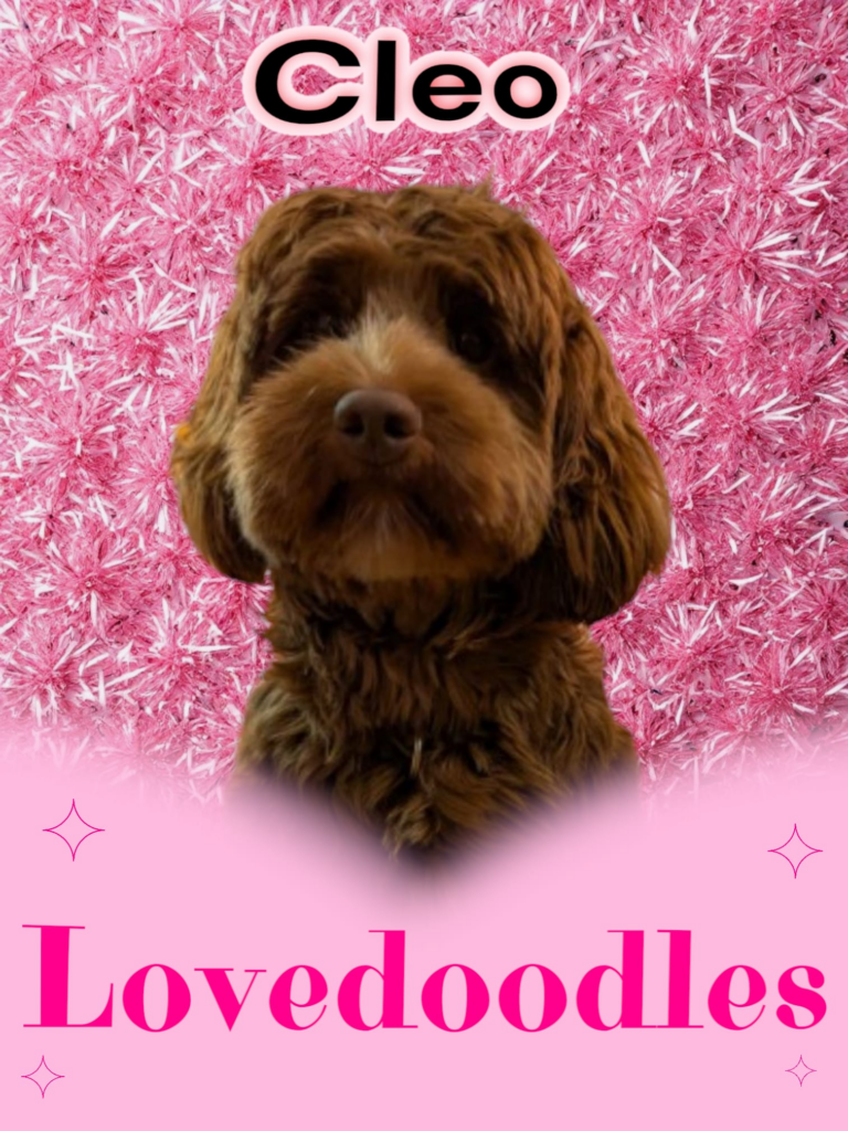 lovedoodles cleo Doodleicous Australian Labradoodle