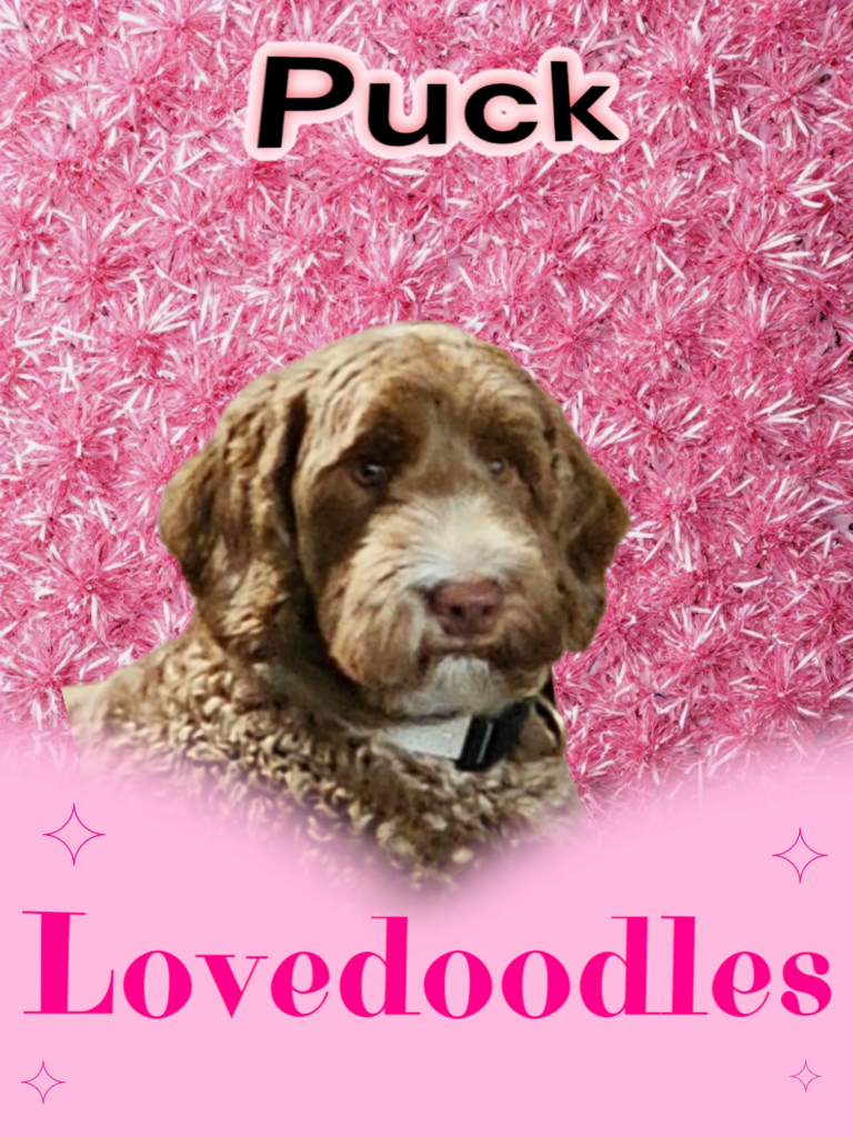 Lovedoodles Puck Doodleicious Australian Labradoodle