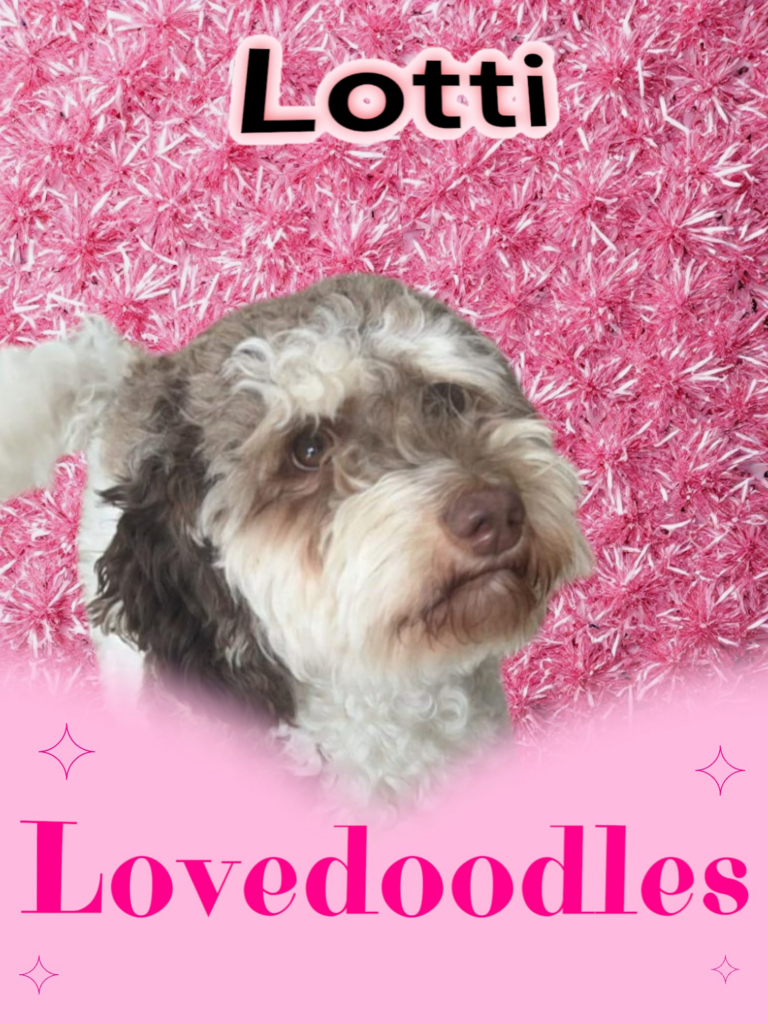 Lovedoodles Lotti australian labradoodles doodlicious