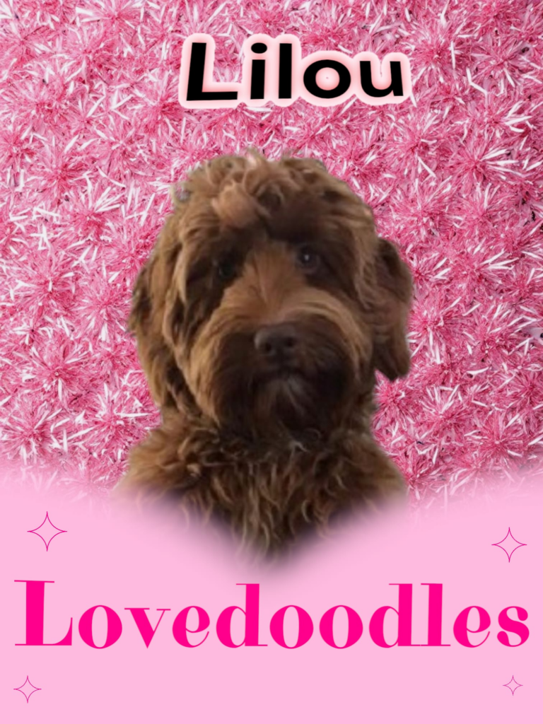 Lovedoodles Lilou Doodleicious Australian Labradoodle