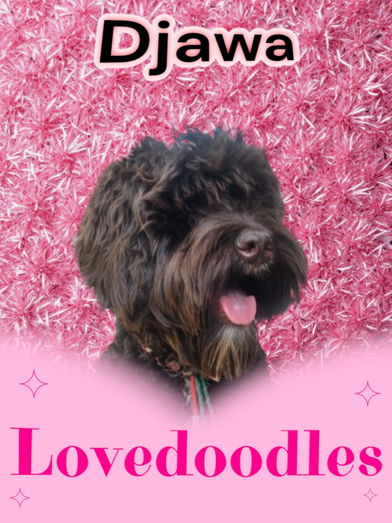 lovedoodles djawa doodleicious Australian Labradoodle