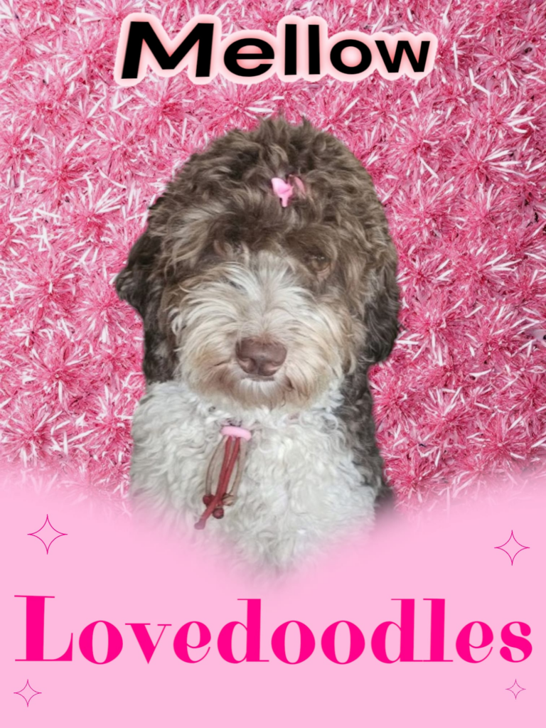 lovedoodles mellow doodleicious Australian Labradoodles